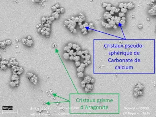 Eau traitée au microscope électronique : carbonate de calcium sphérique et aragonite